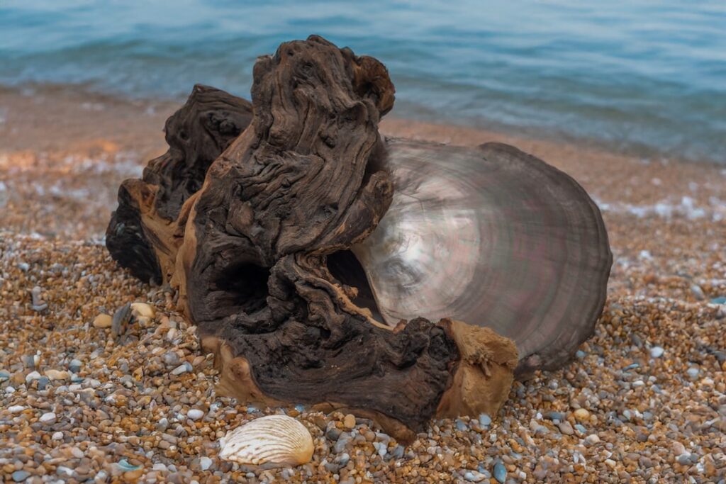 Driftwood and shell sit on a sandy beach.